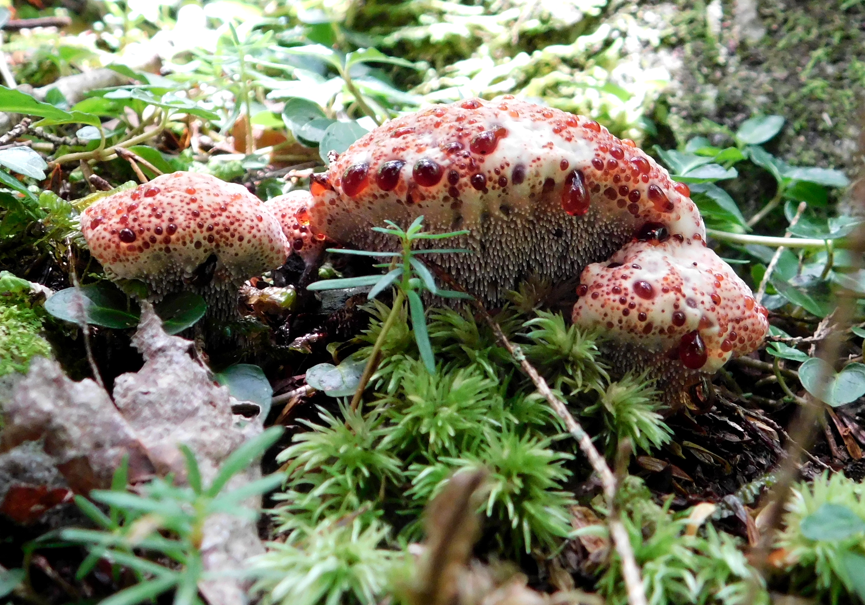 dscn4490.jpg