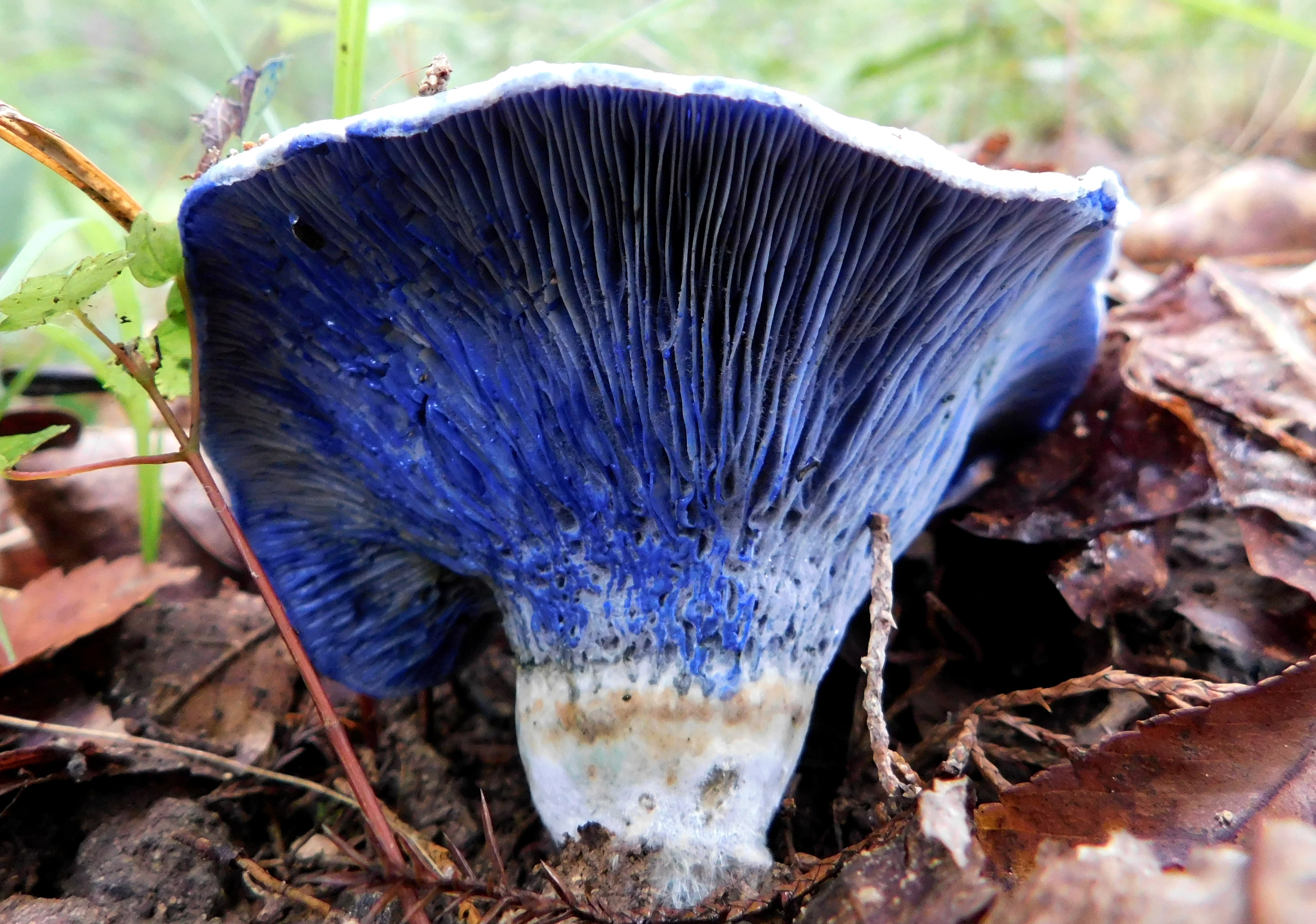 dscn6446.jpg