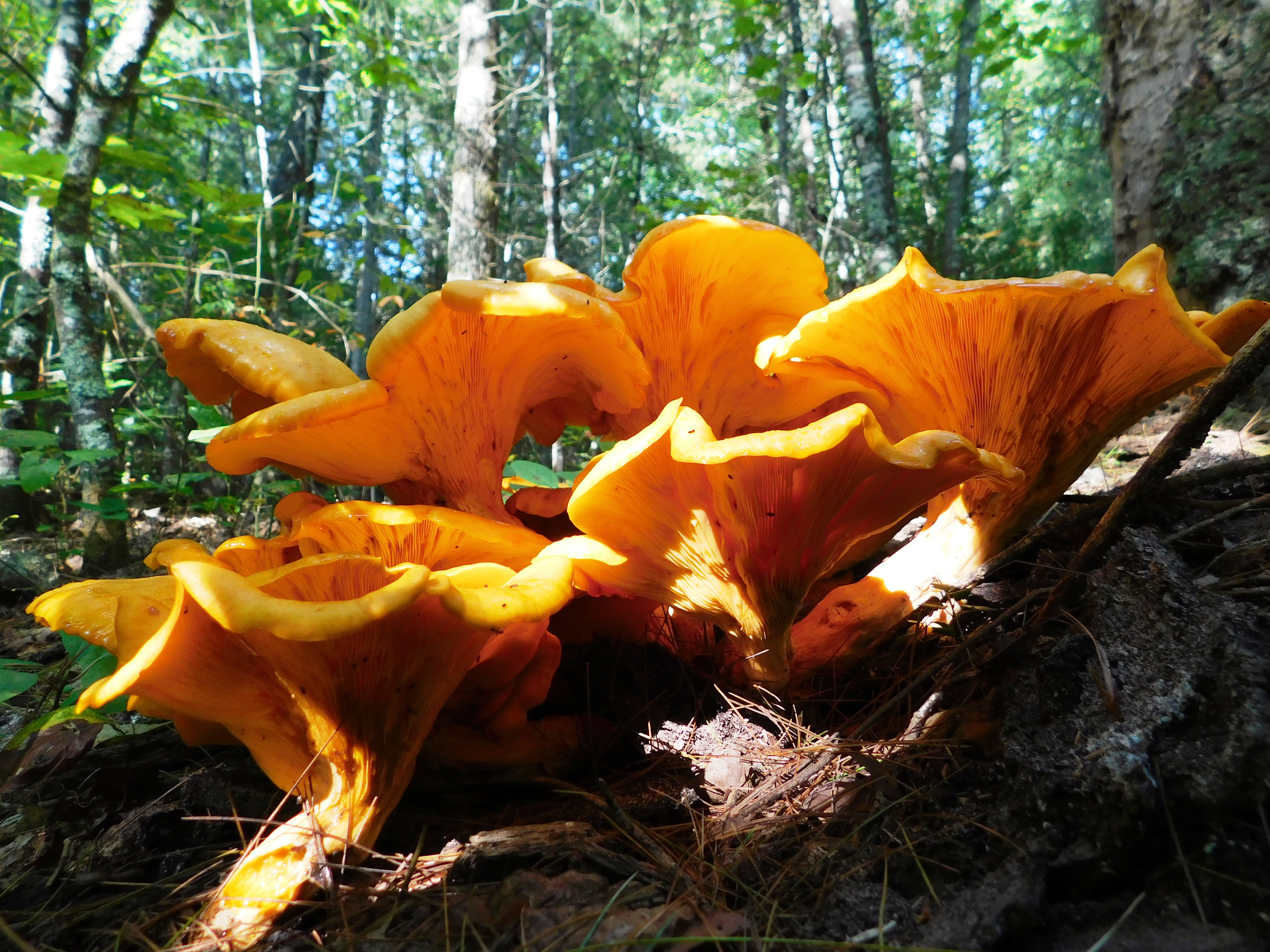 dscn6769.jpg