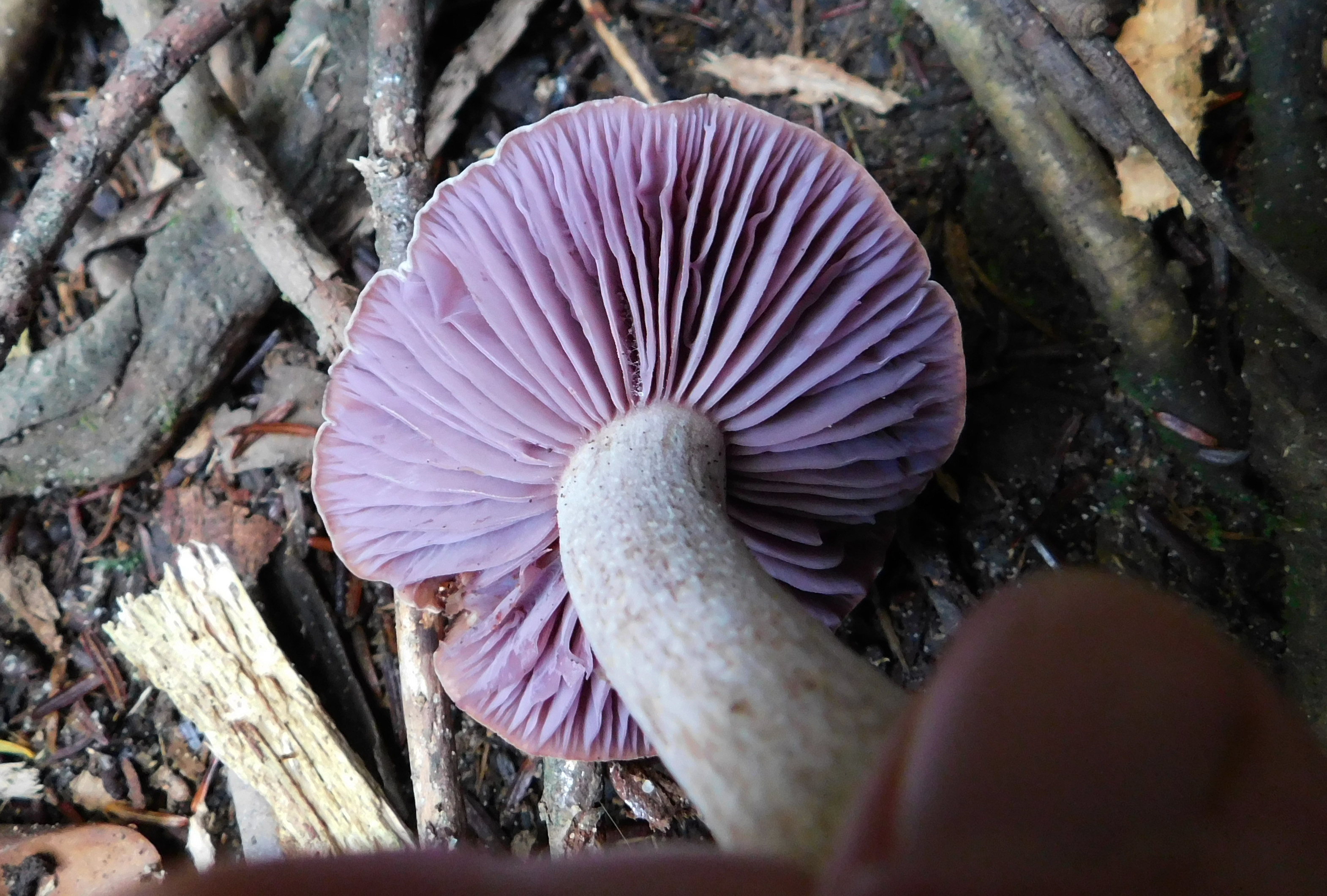 dscn6815.jpg