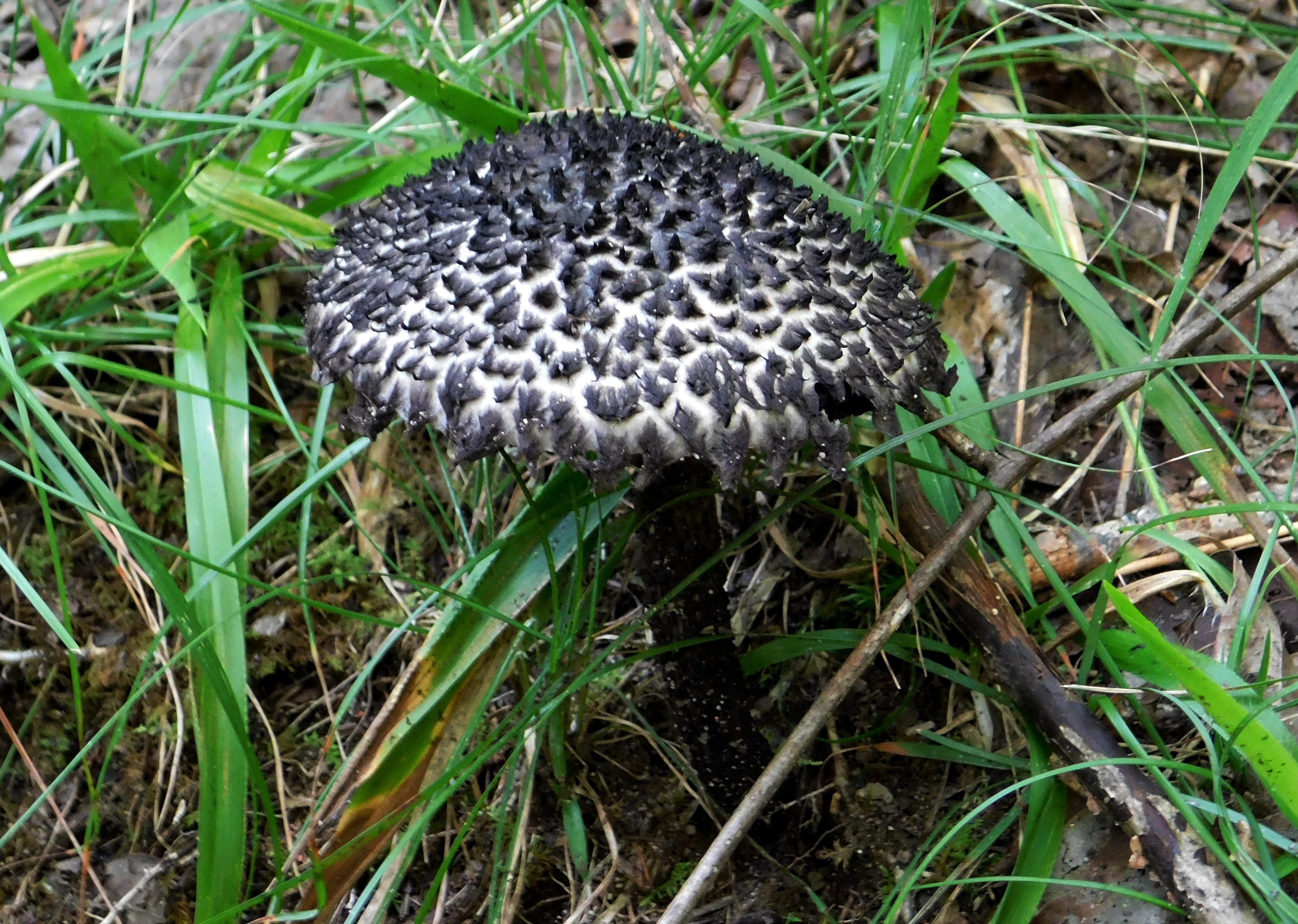 dscn7648.jpg