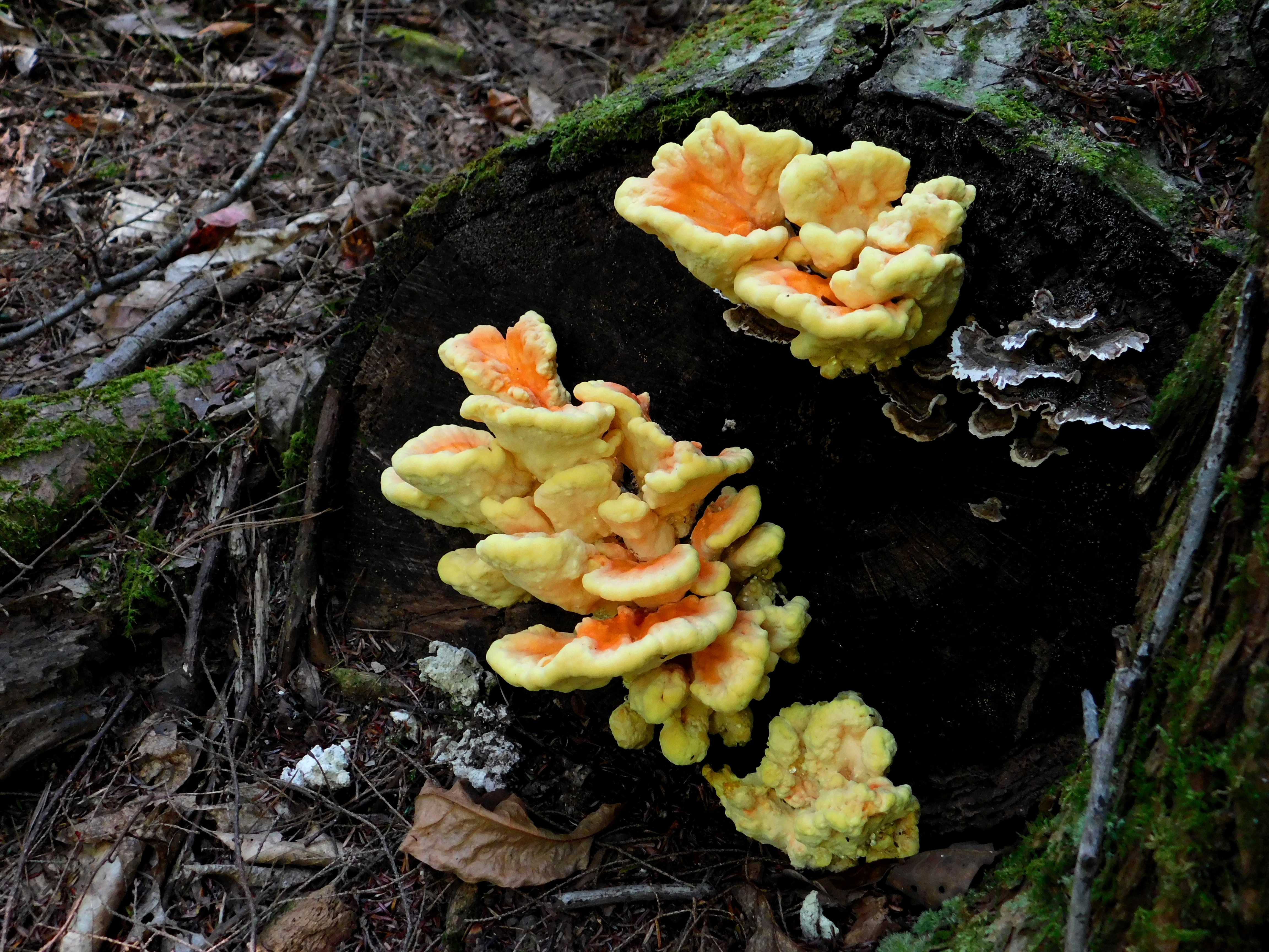 dscn8971.jpg