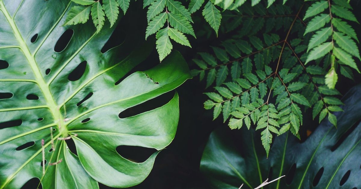 leaves_unsplash.jpg