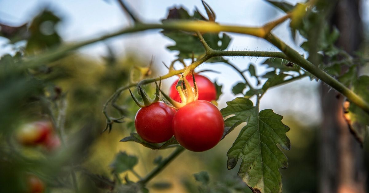 tomatoes_unsplash.jpg