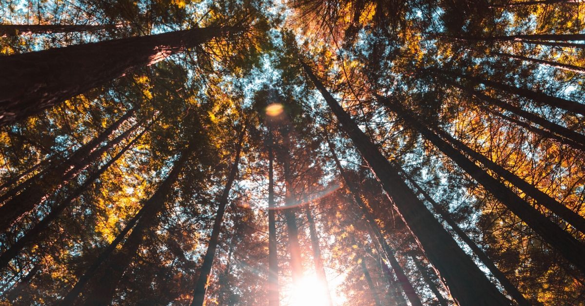 trees_unsplash.jpg