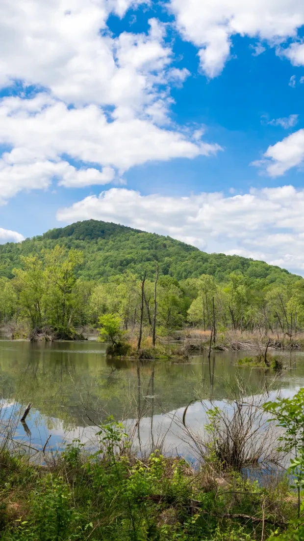 Forest landscape with a pond, green hill, and cloudy blue sky.