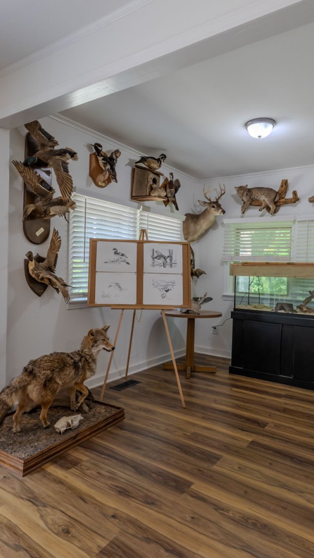 Taxidermy room with mounted animals and wildlife art on walls.