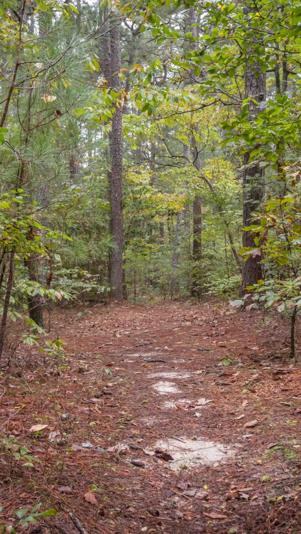 dirt trail in a forest surrounded by green trees