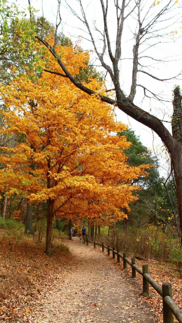 large orange leaved tree hanging over the multch path