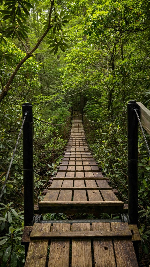 Wooden suspension bridge stretches through lush green forest, flanked by tall trees and dense foliage, evoking a sense of adventure and tranquility.