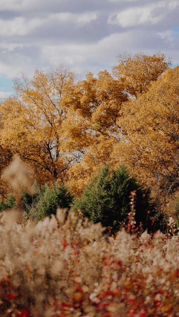 Autumn landscape with vibrant golden trees and colorful shrubs under a cloudy sky.