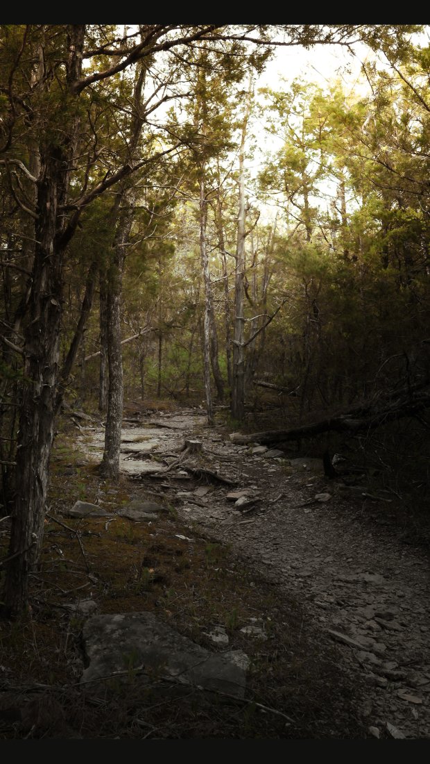A winding trail through a dense forest, surrounded by tall trees and scattered rocks along the path.