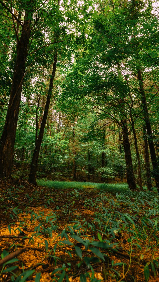 Lush forest with towering green trees and a carpet of orange leaves.