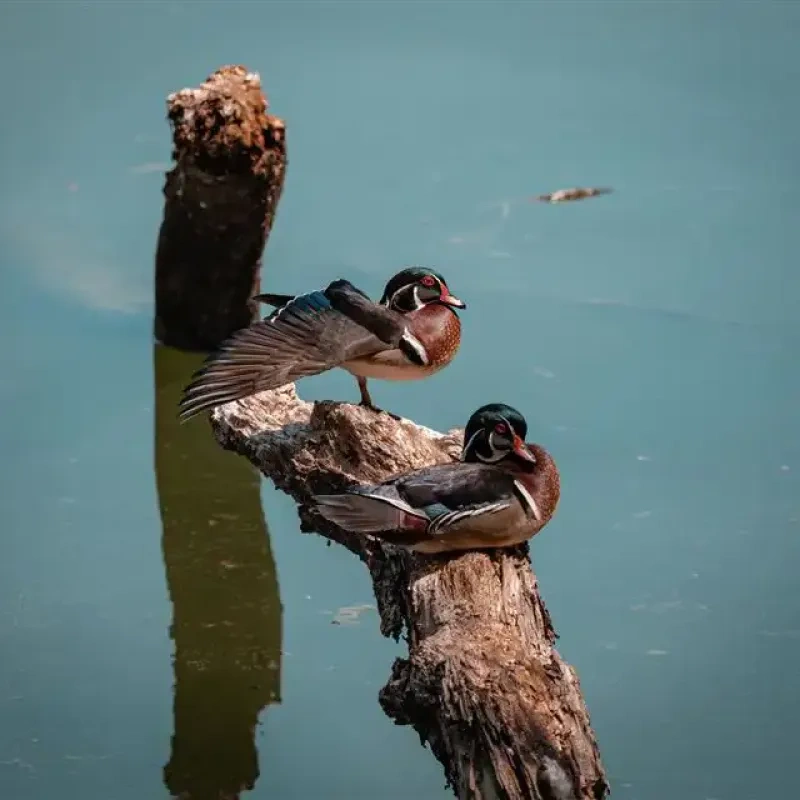 Two ducks sit on a floating log in a lake. 
