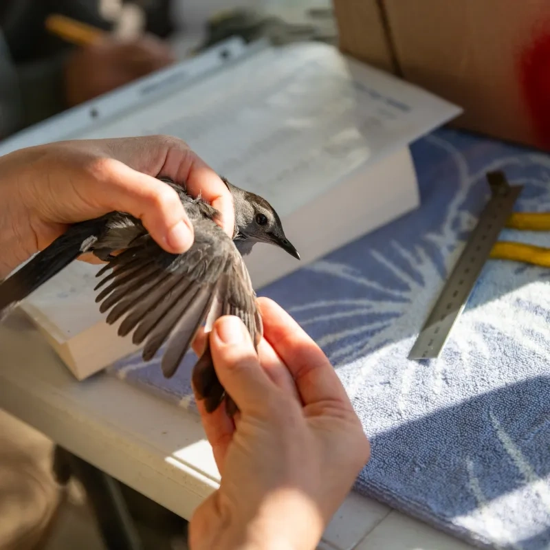 Hands gently hold a small bird, examining its wing under sunlight. A clipboard, ruler, and pliers rest on a nearby table, suggesting a scientific study.