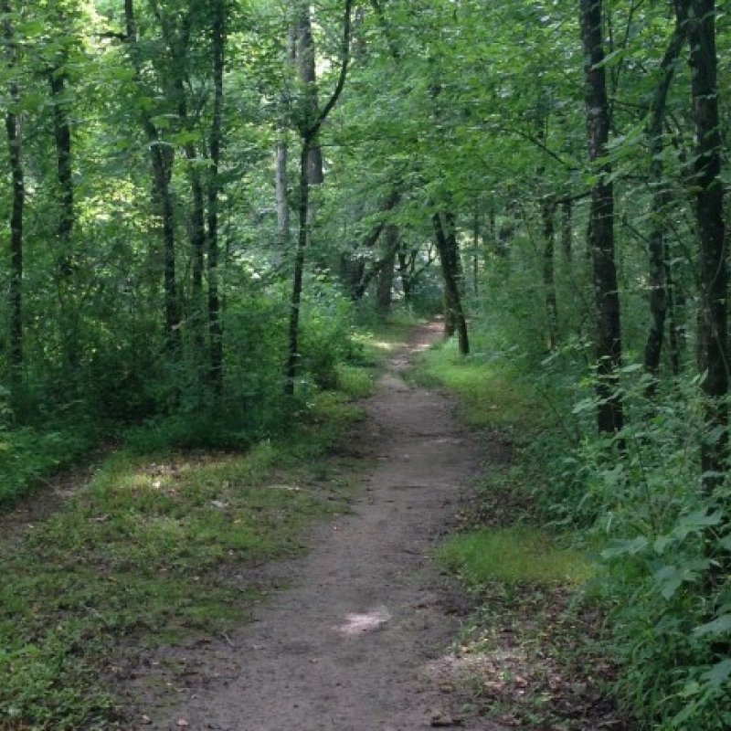 A narrow dirt path winds through a lush, green forest. Trees with dense foliage line the path, creating a serene and immersive natural scene.