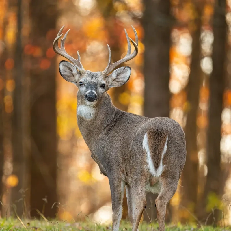 Deer with antlers standing in a forest with autumn leaves.