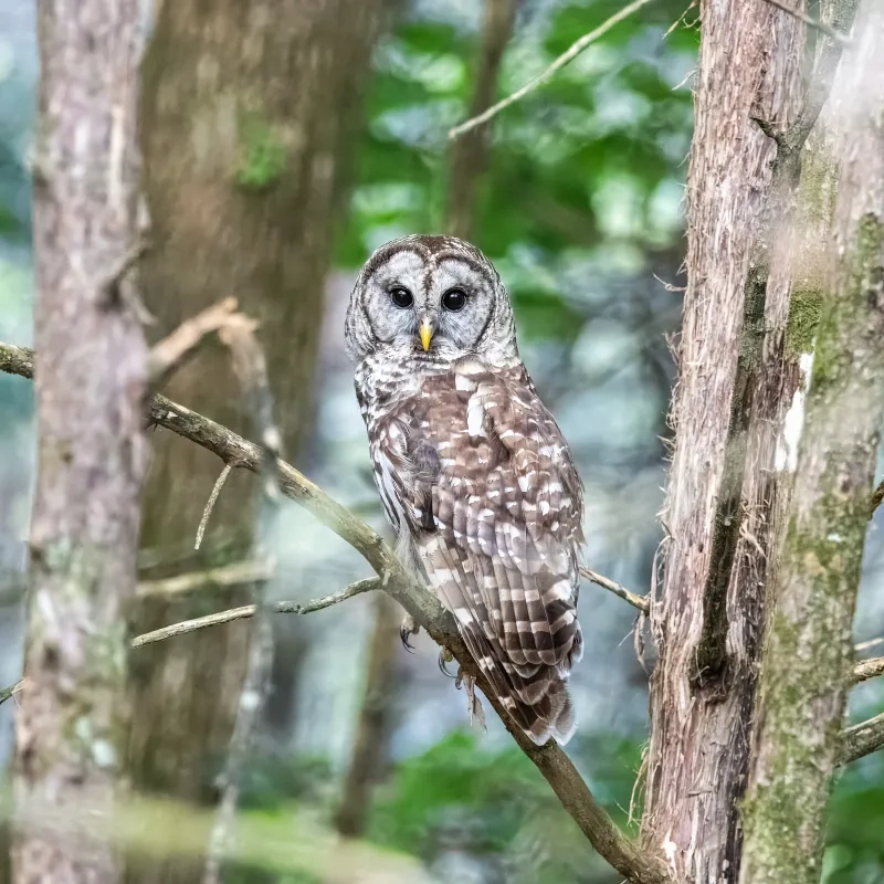 Barred owl perched on a tree branch in a forest.