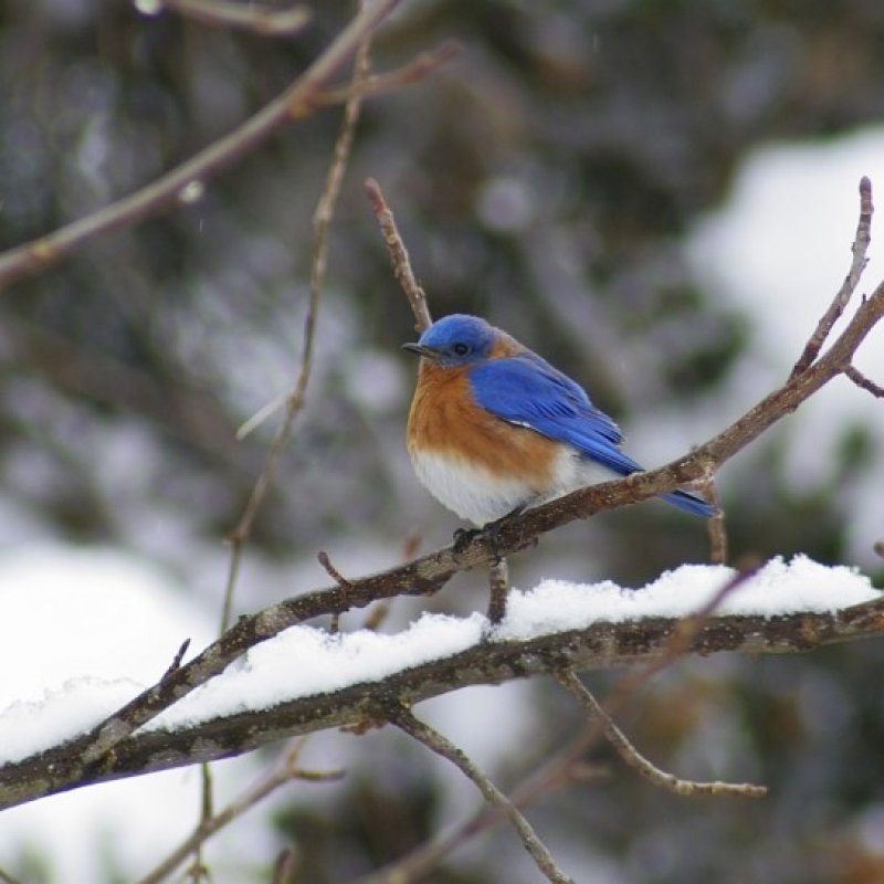 BLUE BIRD IN WINTER TIME ON A BRANCH IN THE SNOW