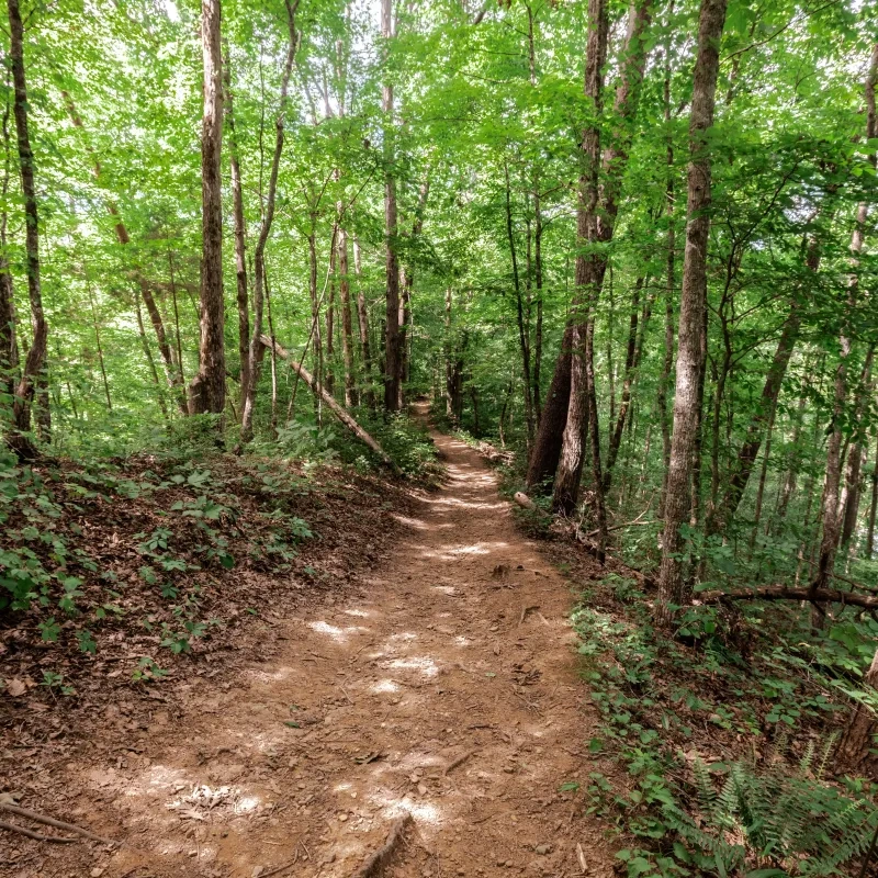 Wooded trail with dappled sunlight, surrounded by lush green trees.