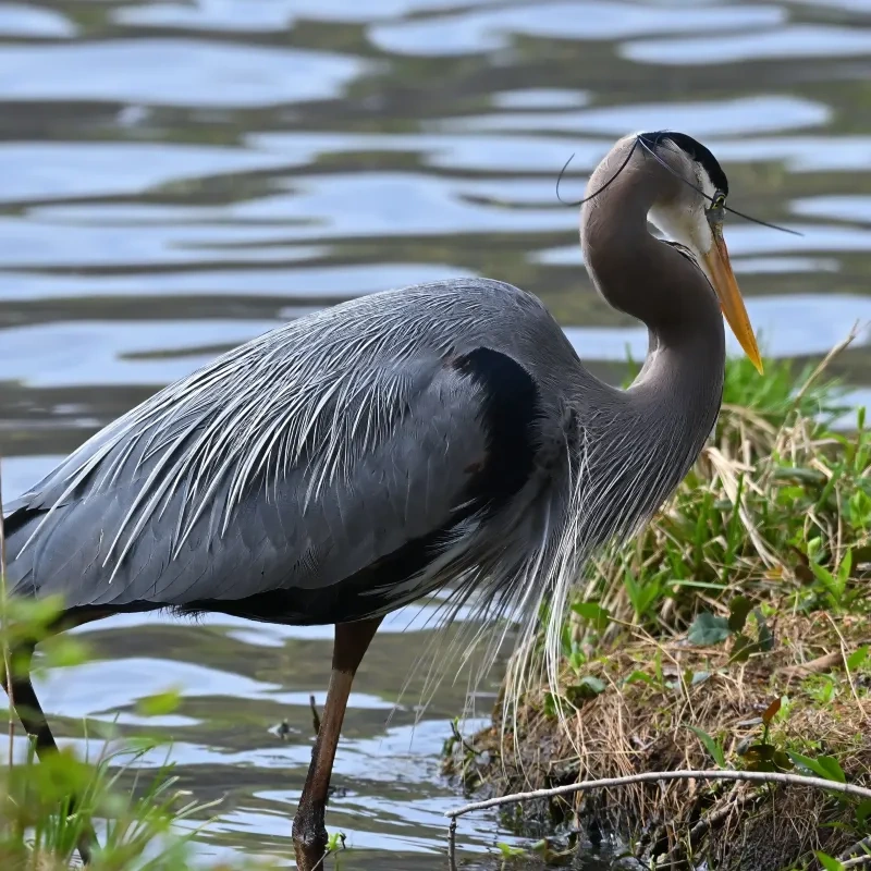 Great blue heron stands by a lake, surrounded by grass.