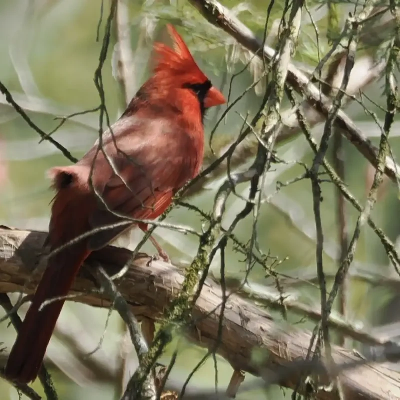 Red cardinal perched on a tree branch, surrounded by green foliage.