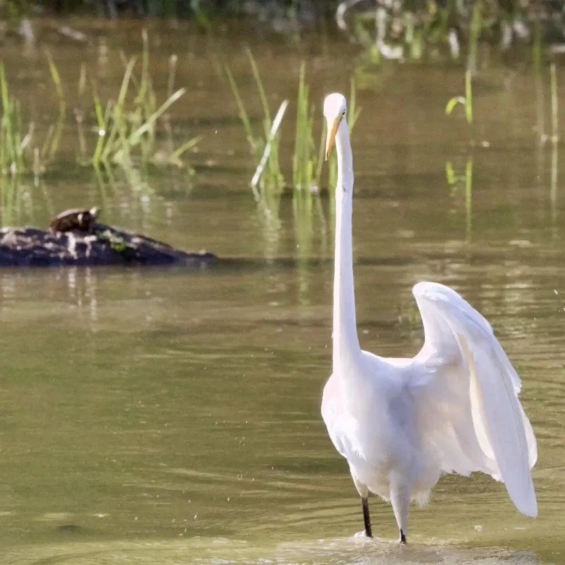 White egret wading in water, turtle on a nearby log, surrounded by greenery.