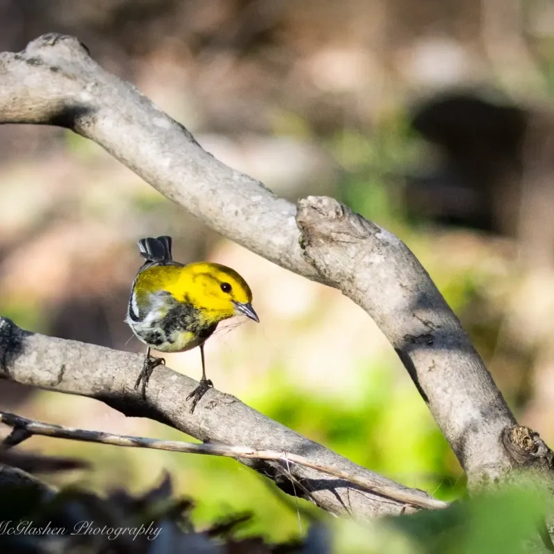 Yellow and black bird perched on a tree branch in a blurred forest background.