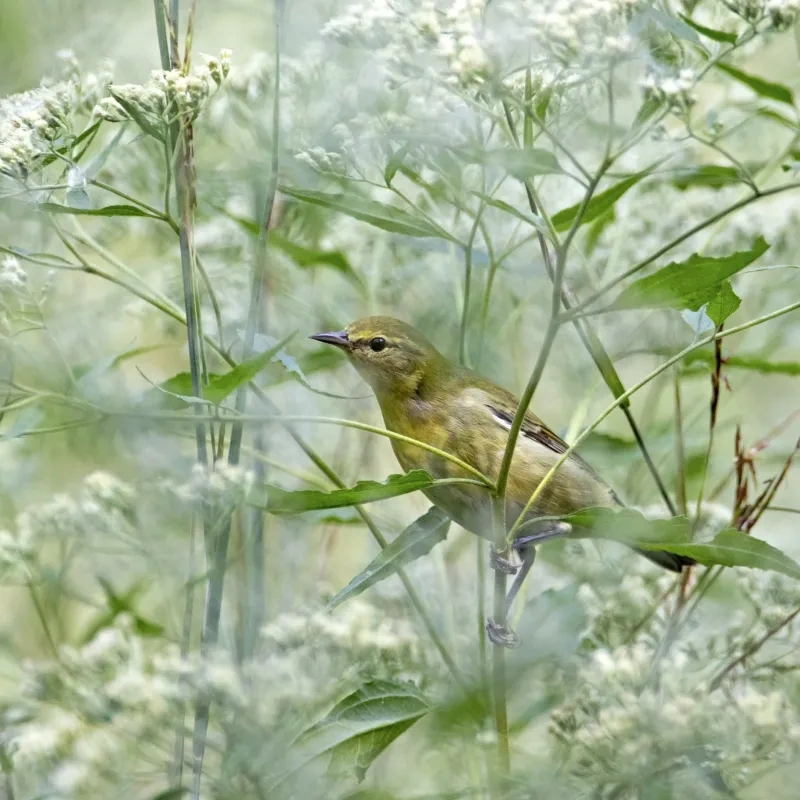 Small bird perched in dense green foliage.