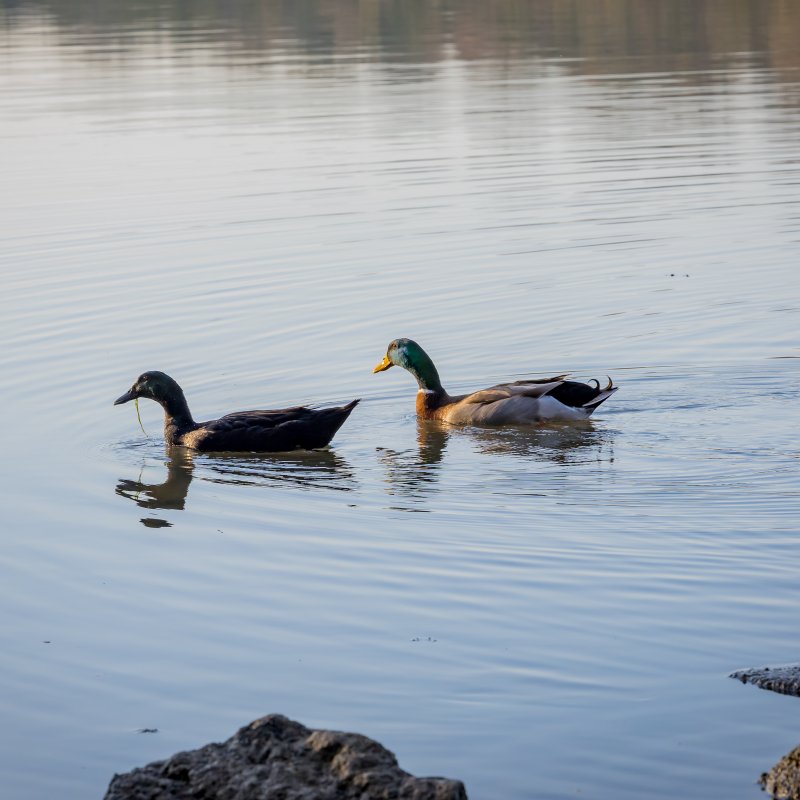 Two ducks swimming in a lake causing a ripple in the water