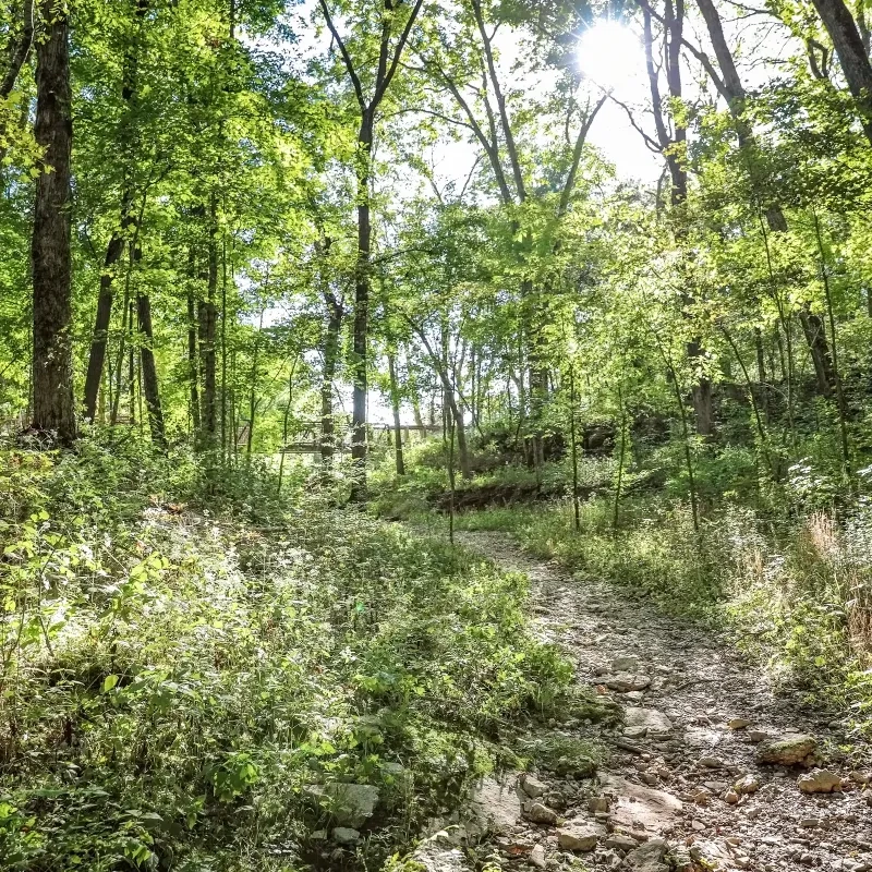 Sunlit forest path surrounded by green trees and foliage.