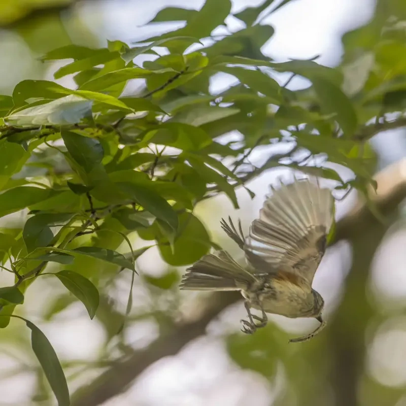 Bird in flight under green leaves.