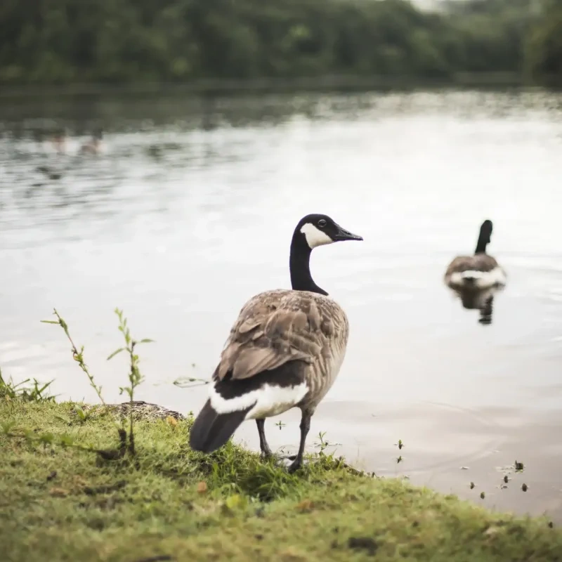 Geese by a calm lake, surrounded by greenery.