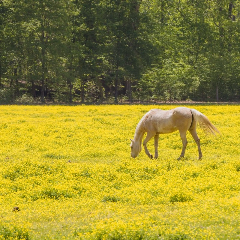 Horse grazing in a field of yellow wildflowers near a lush green forest.