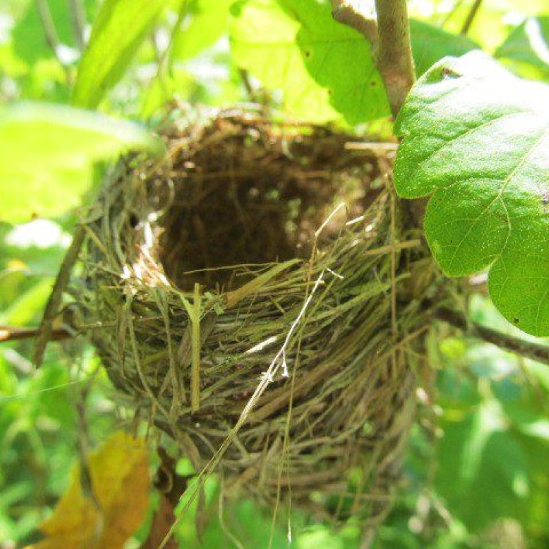 bird nest