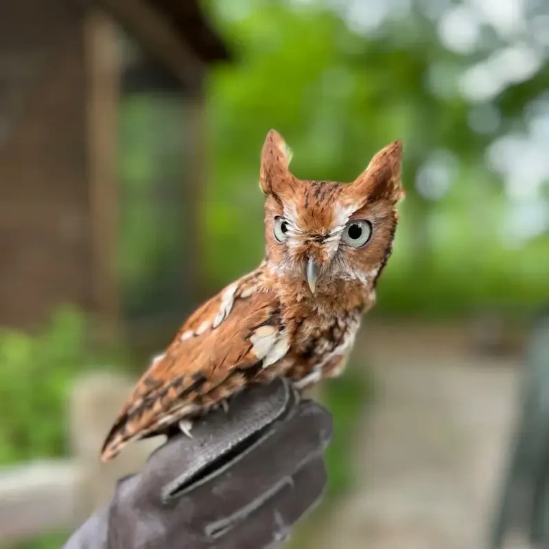Close-up of a small reddish-brown screech owl perched on a gloved hand, looking directly at the camera with bright yellow eyes, against a blurred green background.