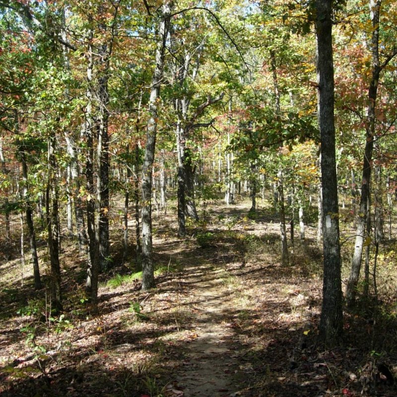 A serene forest scene featuring a narrow dirt trail winding through tall trees with autumn leaves in shades of green, yellow, and red under soft sunlight.
