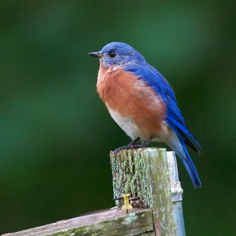 Bluebird perched on a wooden post with a blurred green background.