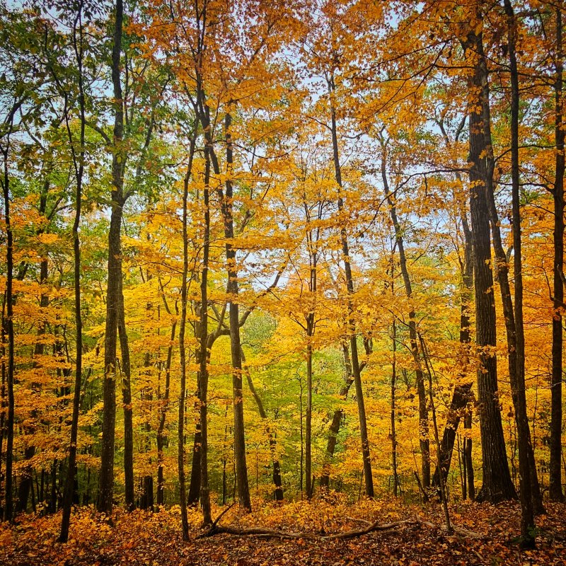 trees in the fall with orange leaves on branches and on the ground