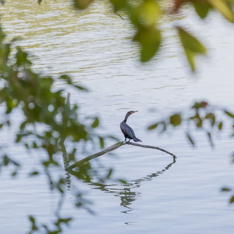 A bird perches on a branch in calm water, surrounded by out-of-focus green leaves. The scene is peaceful, with soft reflections in the lake.