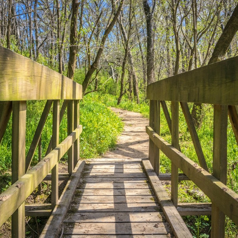 A wooden footbridge leading to a dirt trail surrounded by bright green vegetation and leafless trees under a clear blue sky.