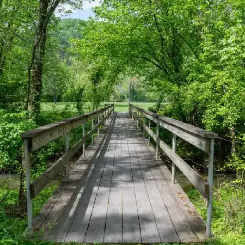 Wooden bridge surrounded by lush green trees in a forest.