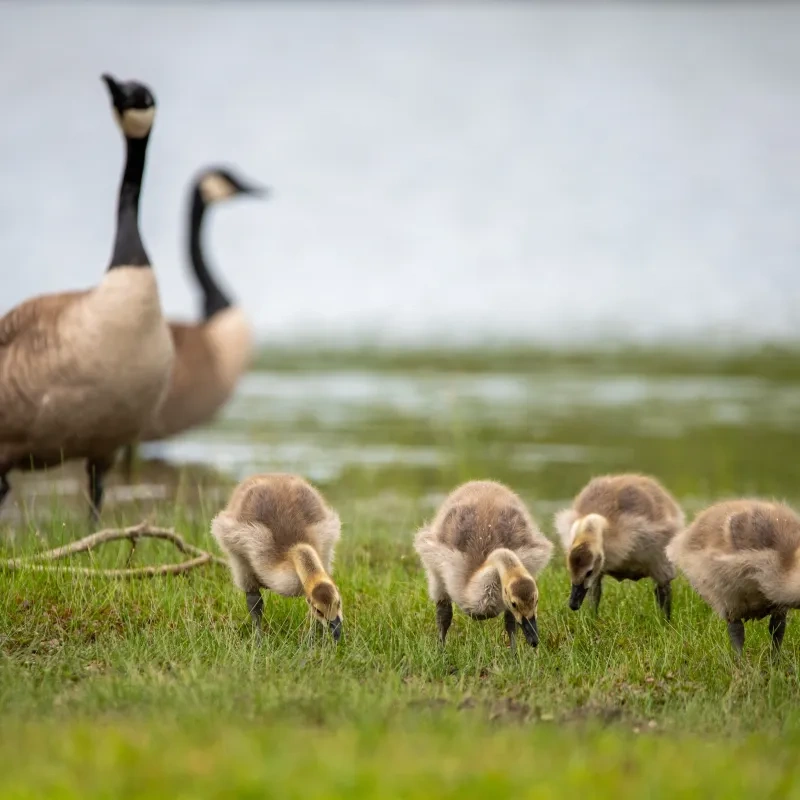 Goslings feeding on grass, with adult geese in the background by water.