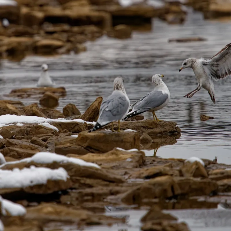 Seagulls on snowy rocks by a lake, one in mid-flight.