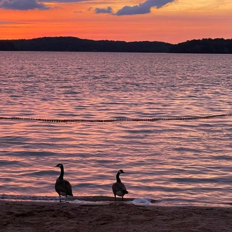 Two geese by a lake at sunset, with pink and orange sky reflections on the water.