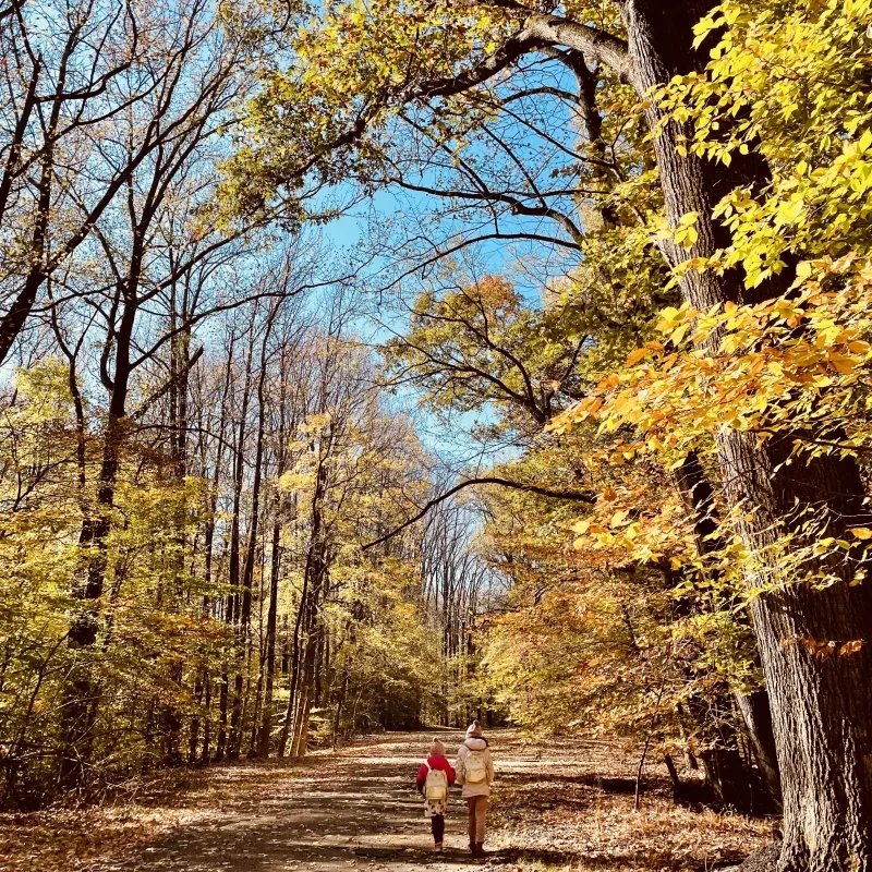 Two people walking on a sunny, forest path with autumn leaves.