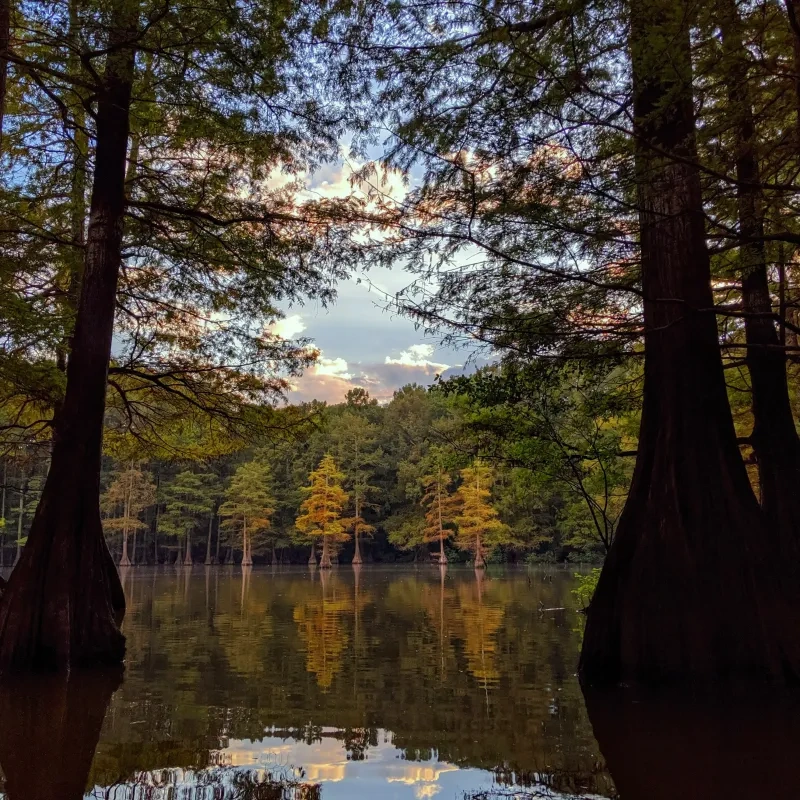 Tall trees reflected in a calm lake at sunset.