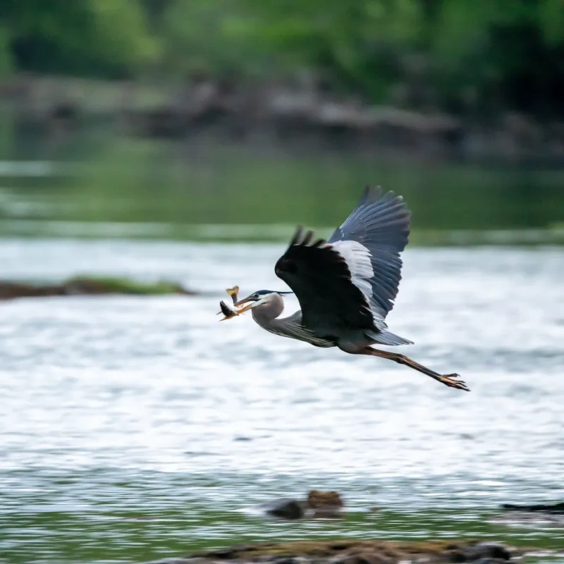 Heron flying over water with fish in beak.