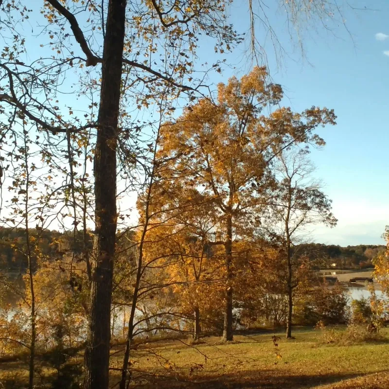 Autumn landscape with trees by a lake under a clear blue sky.