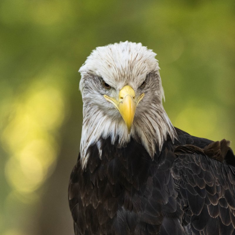 bald eagle in the forest